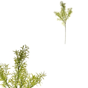 Asparagus - umělá větev, barva zelená