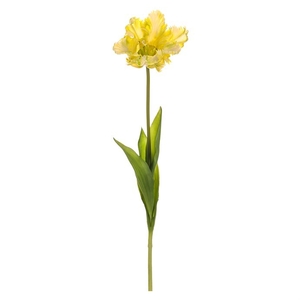 Tulipán třepenitý - řezaný, gumový, barva žlutá