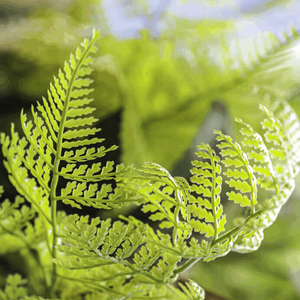 Kapradí - umělý trs, barva zelená