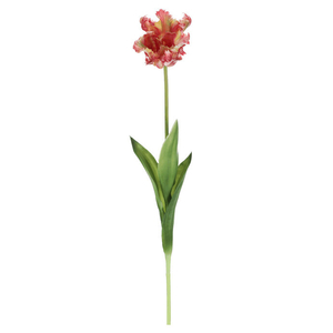 Tulipán třepenitý - řezaný, gumový, barva zeleno-růžová