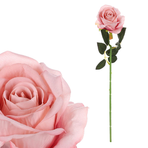 Růže, barva světle růžová, samet.