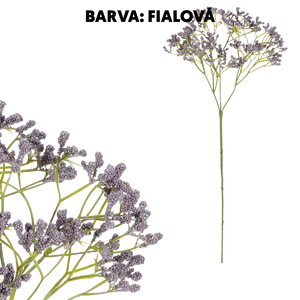 Gypsophila, tmavě fialová barva.