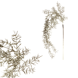 Asparagus - umělá převislá věvev, barva stříbrná
