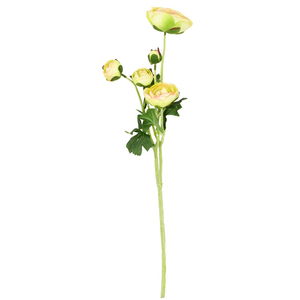 Ranunculus - umělý řezaný, 5 květů, zelená barva