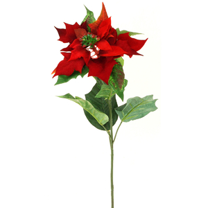 Vánoční růže, poinsécie , barva  červená