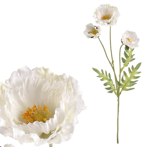 Mák s třemi květy, bílá barva.