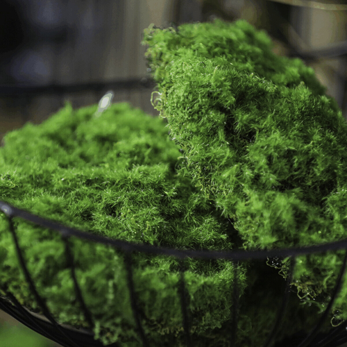 Mech - umělá přízdoba, sv. zelená, cena za balení (3 ks)