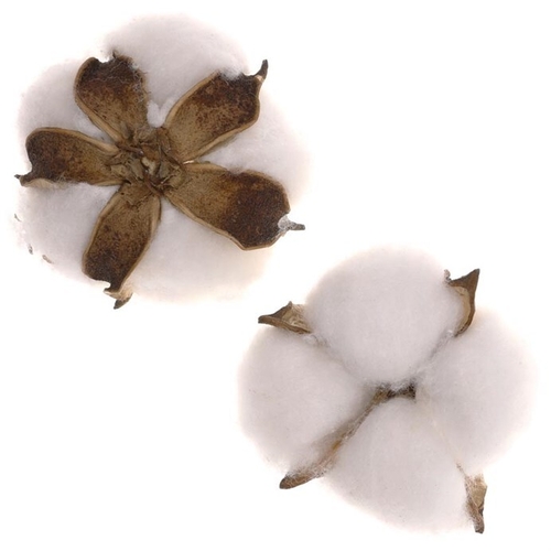 Hlavičky bavlny - dekorační přízdoby, cena za balení (12 ks)