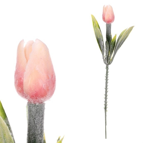Tulipán mini - zápich, meruňkový, omrznutý, cena za 1 ks