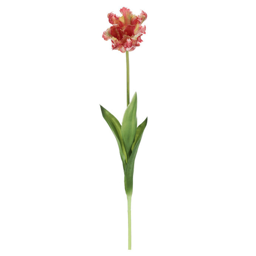 Tulipán třepenitý - řezaný, gumový, barva zeleno-růžová