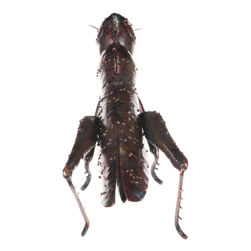 Kobylka - kovová zahradní dekorace